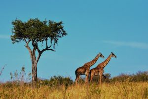 Parque Nacional del Serengeti